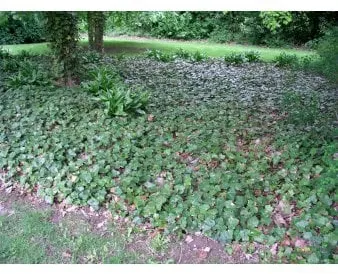 Κισσός με μεγάλα φύλλα για εδαφοκάλυψη