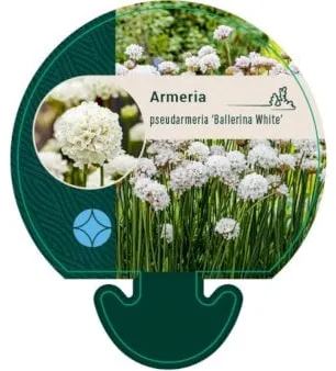 Αγγλικό Γκαζόν