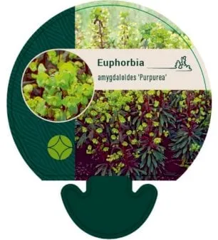 Ευφορβία